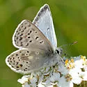Sierra Blue - Hodges#4384.1 - photo 5