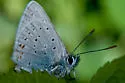 Greenish Blue - Hodges#4376 - photo 2