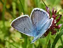 Greenish Blue - Hodges#4376 - photo 3