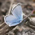 Greenish Blue - Hodges#4376 - photo 4