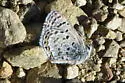 Shasta Blue - Hodges#4379