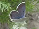Shasta Blue - Hodges#4379 - photo 2