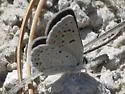 Shasta Blue - Hodges#4379 - photo 4