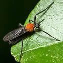Plecia americana