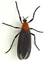 Plecia americana - photo 3