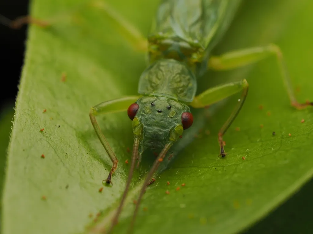 Stoneflies - photo 2