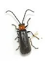 Plectonotum excisum - Plectonotum excisum