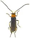 Plectonotum excisum - photo 2