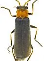Plectonotum excisum - photo 3