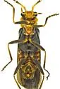 Plectonotum excisum - photo 4