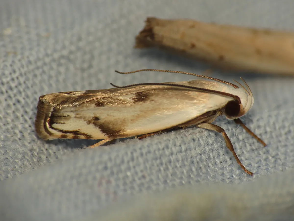 Plectophila discalis - photo 3