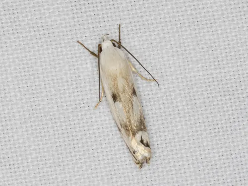 Plectophila discalis - photo 5