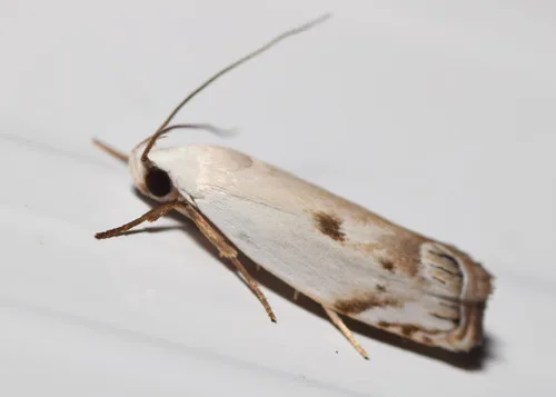 Plectophila discalis - photo 6