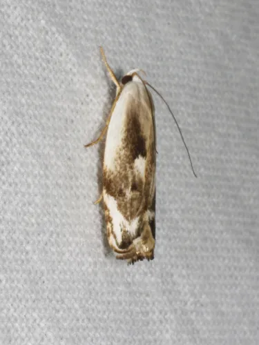 Plectophila discalis - photo 7