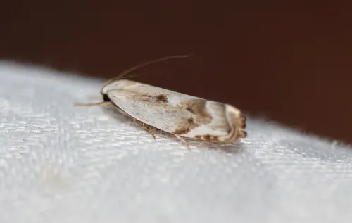 Plectophila discalis - photo 8