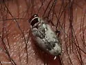 Plectoptera picta