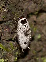 Plectoptera picta - photo 2