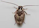 Plectoptera picta - photo 3