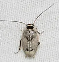 Plectoptera picta - photo 4