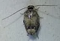 Plectoptera picta - photo 5