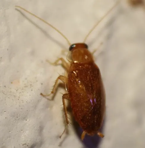 Florida Beetle Cockroach - photo 2