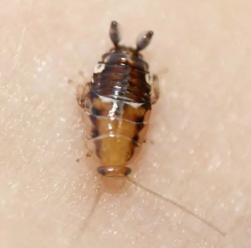 Florida Beetle Cockroach - photo 3