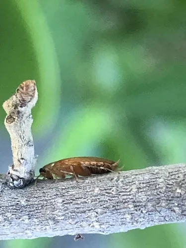 Florida Beetle Cockroach - photo 4