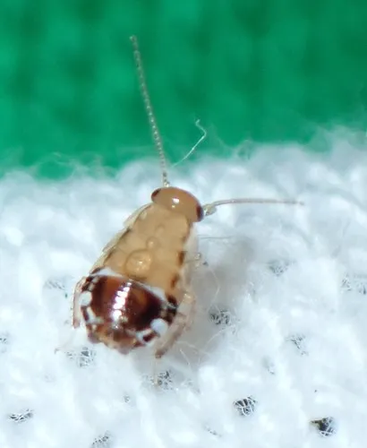 Florida Beetle Cockroach - photo 6
