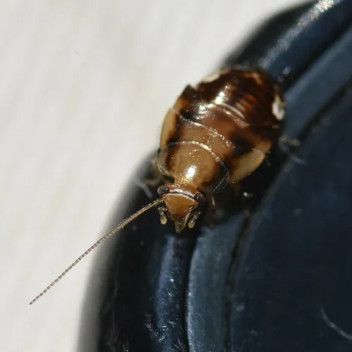 Florida Beetle Cockroach - photo 7