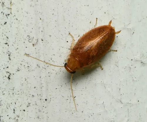 Florida Beetle Cockroach - photo 8