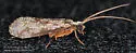Plectrocnemia cinerea