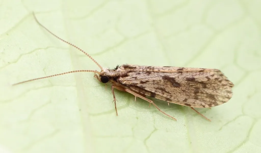 Plectrocnemia conspersa - photo 2