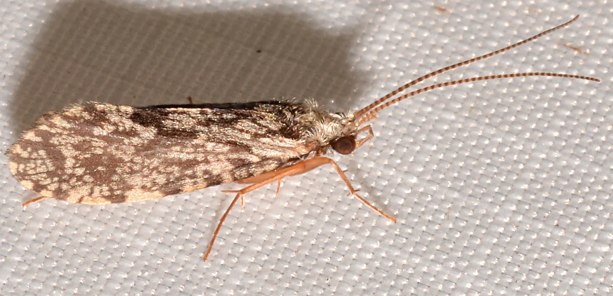 Plectrocnemia crassicornis