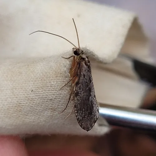 Plectrocnemia geniculata