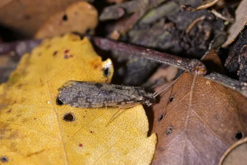 Plectrocnemia maclachlani