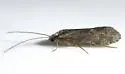 Plectrocnemia remota