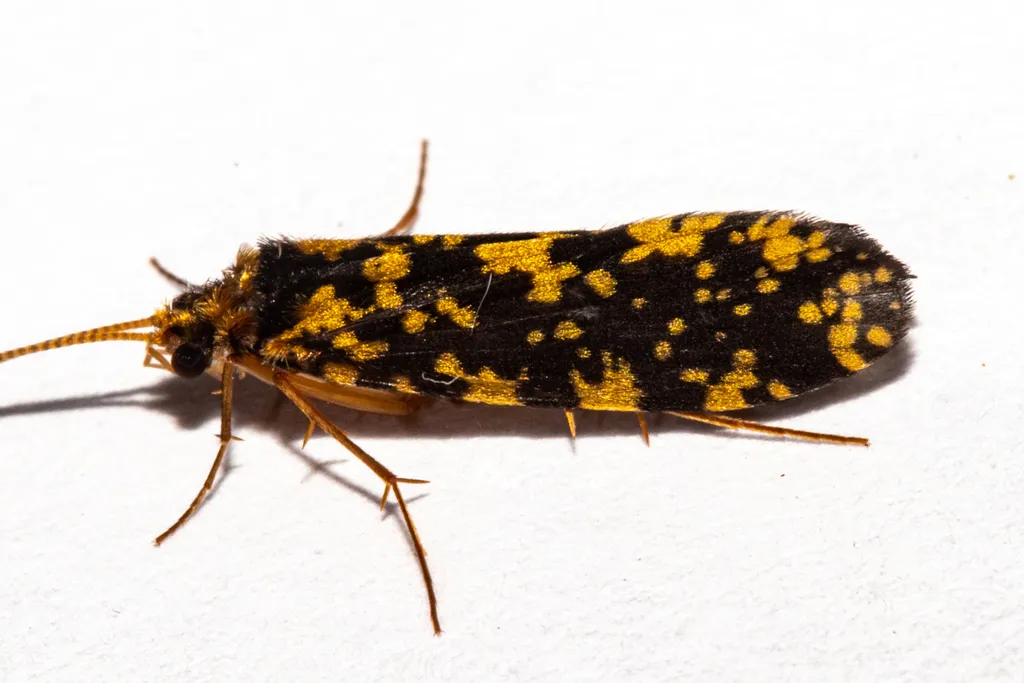 Plectrocnemia tuhuae - photo 2