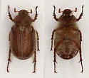 Plectrodes pubescens - photo 2