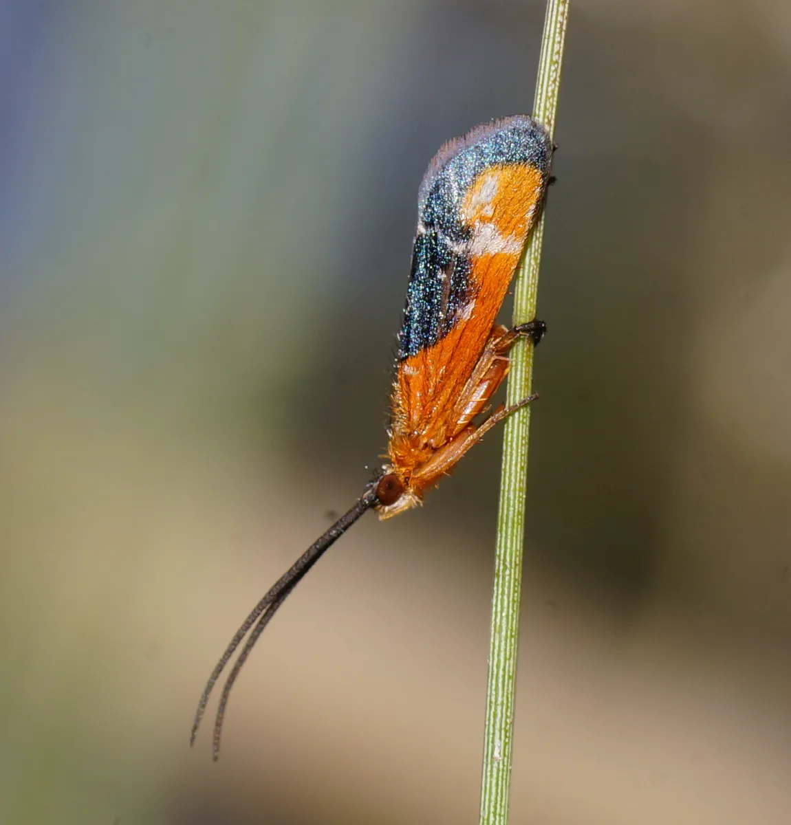 Plectrotarsidae - photo 3