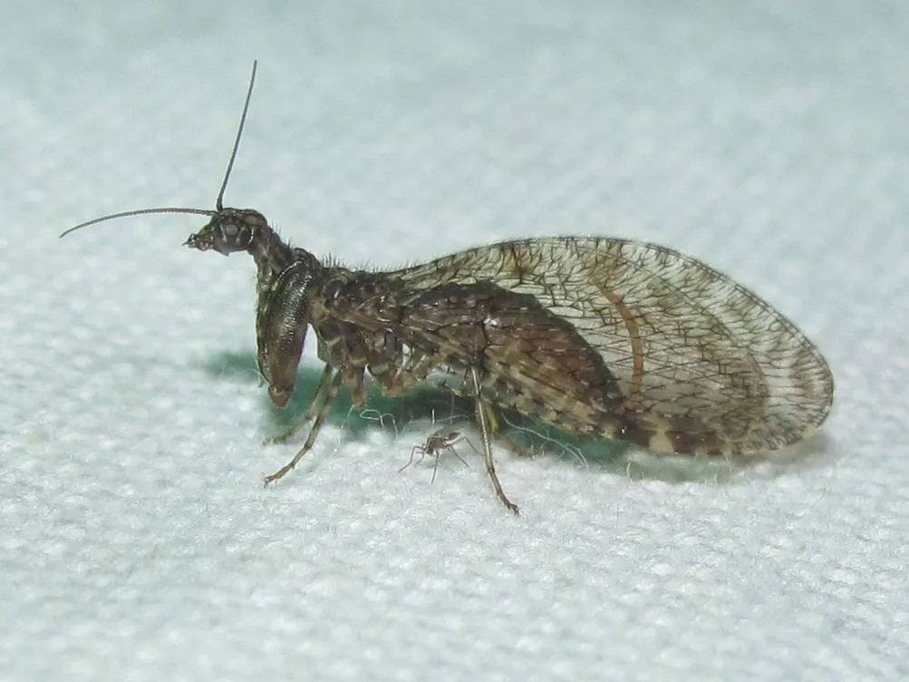 Plega dactylota - photo 2