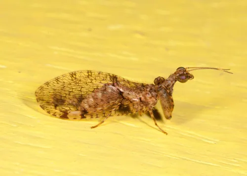 Plega hagenella