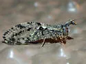 Plega obtusa