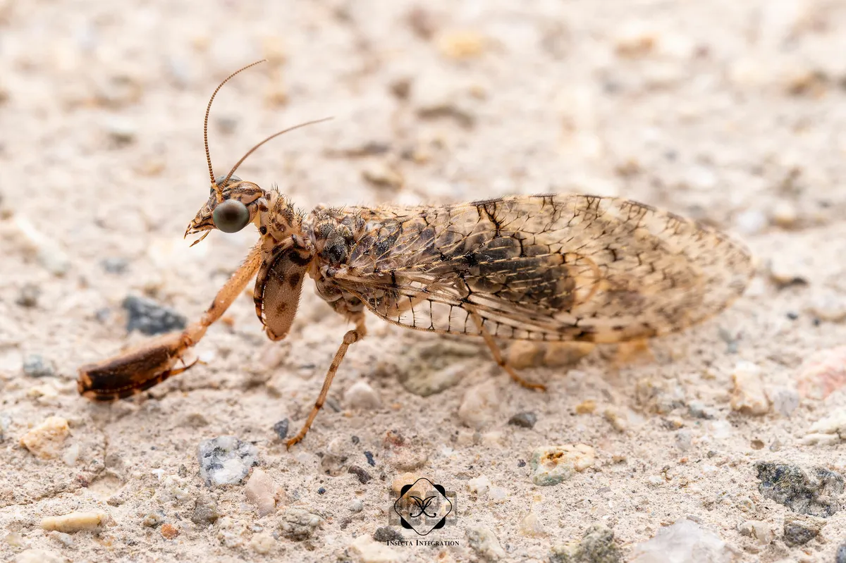 Plega signata