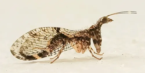 Plega yucatanae