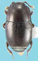 Plegaderus barbelini