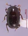 Plegaderus barbelini - photo 3