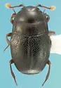 Plegaderus confusus