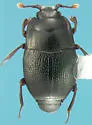 Plegaderus transversus - Plegaderus transversus