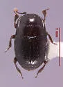 Plegaderus transversus - photo 5