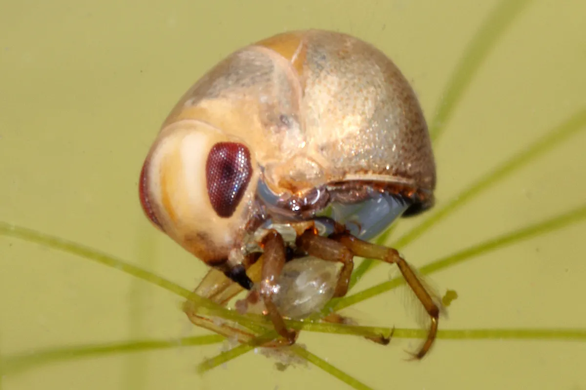 Pygmy Backswimmers - photo 2